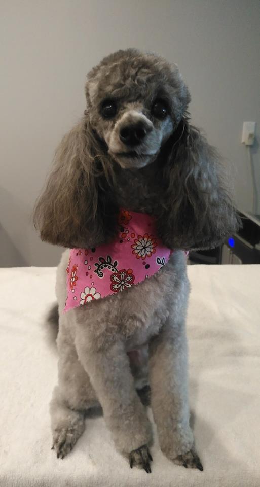 Gallery Furology York Region Pet Grooming