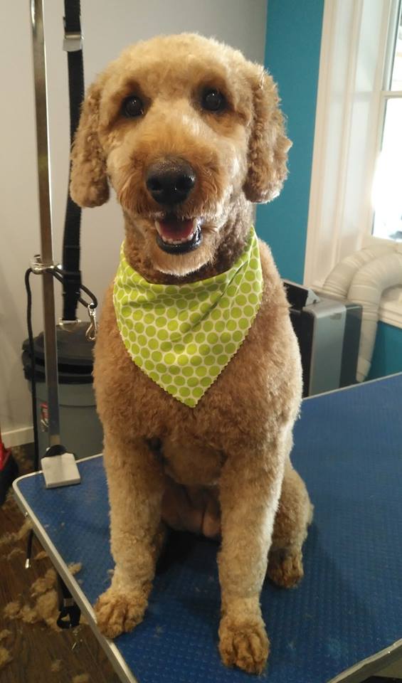 Gallery Furology York Region Pet Grooming