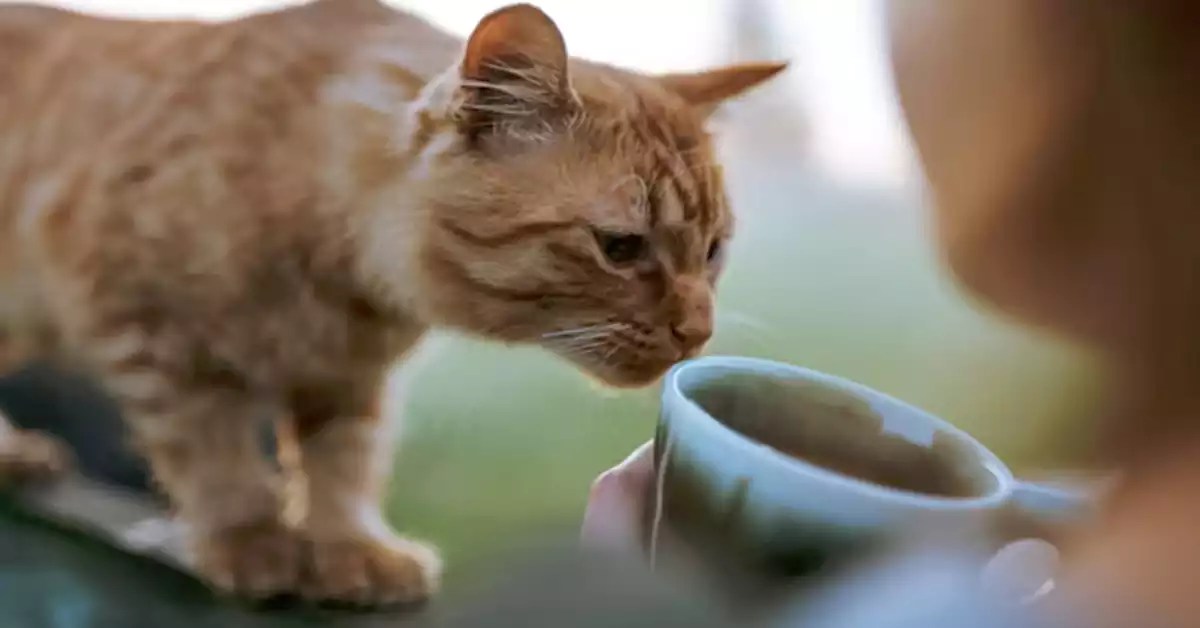 Can Cats Drink Tea A Complete, VetInformed Guide for Cat Owners 2026
