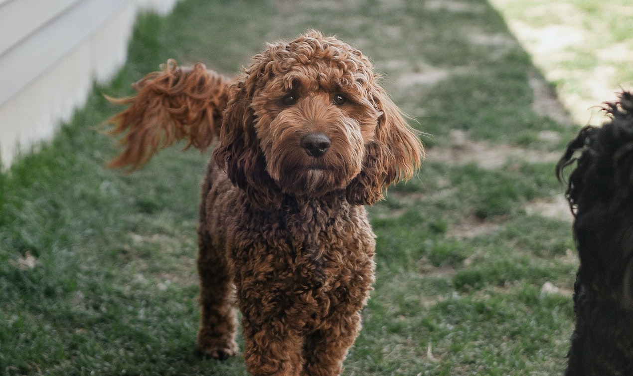 All About The Cockapoo Breed From its Life Expectancy to Diet