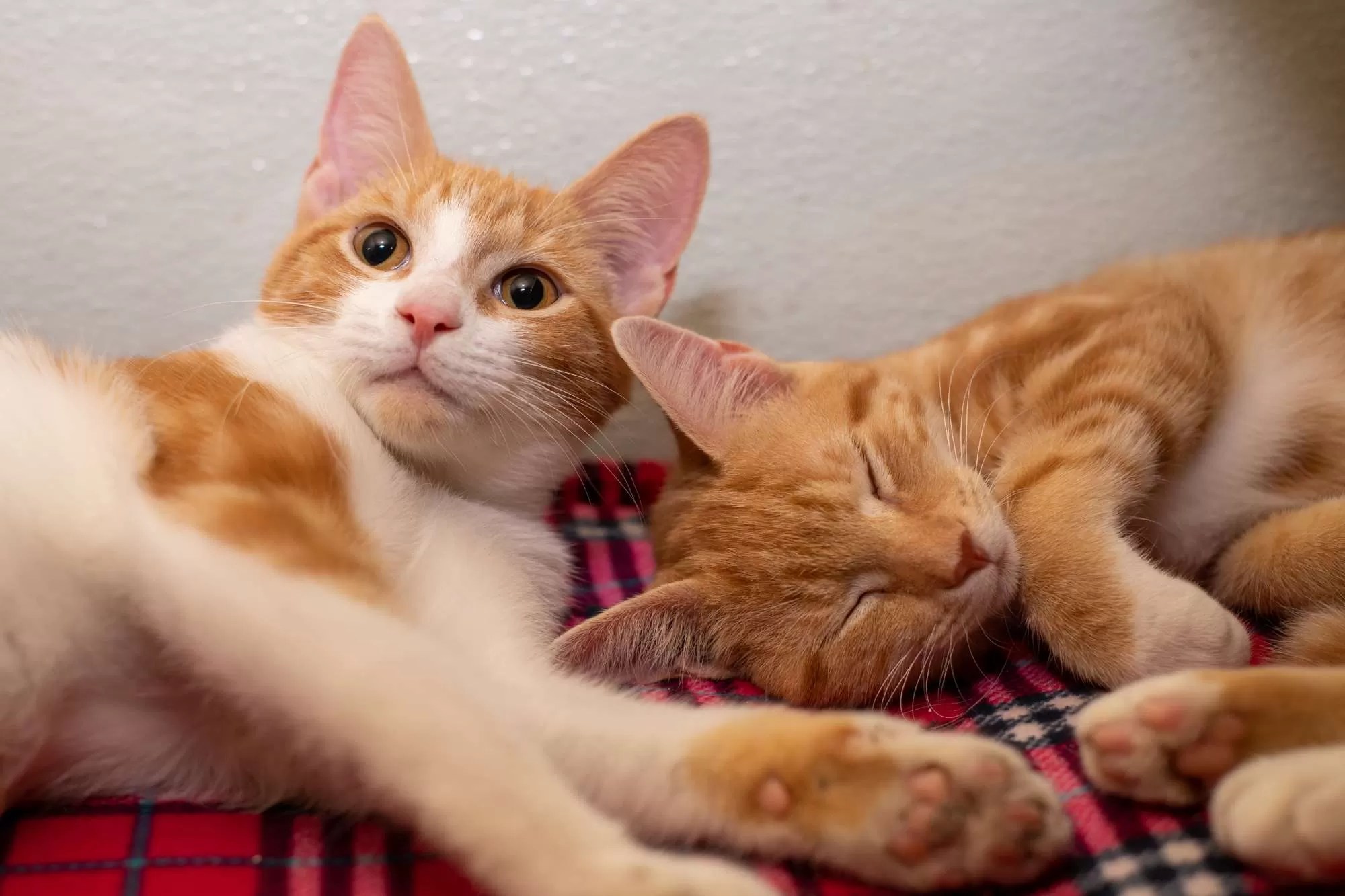 What Does Bonded Pair Mean For Dogs