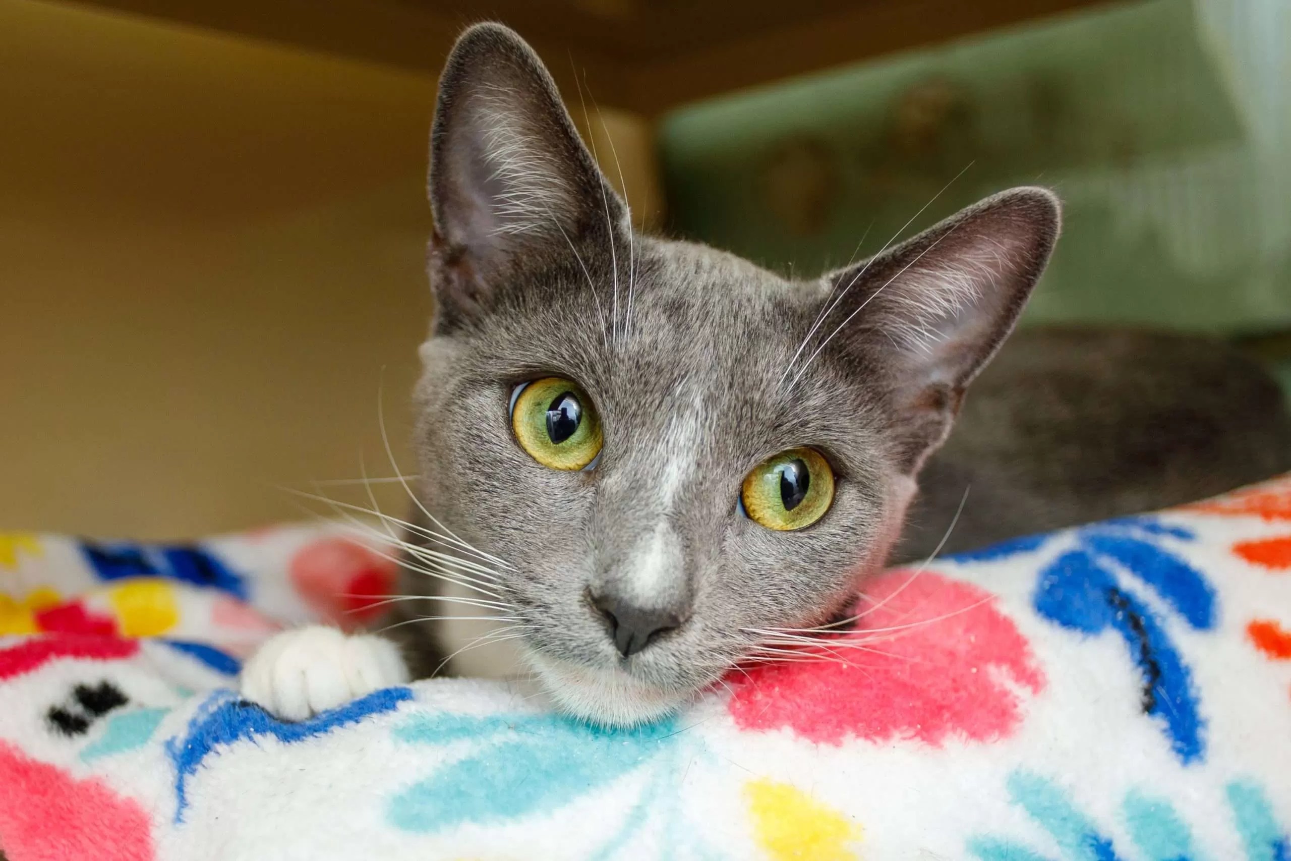 FuRRR Feline Rescue Cats and Kittens for Adoption