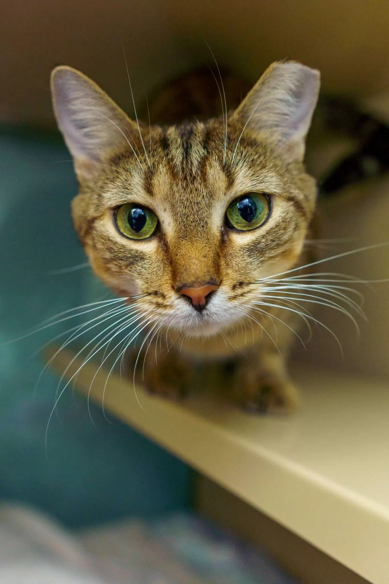 FuRRR Feline Rescue Cats and Kittens for Adoption