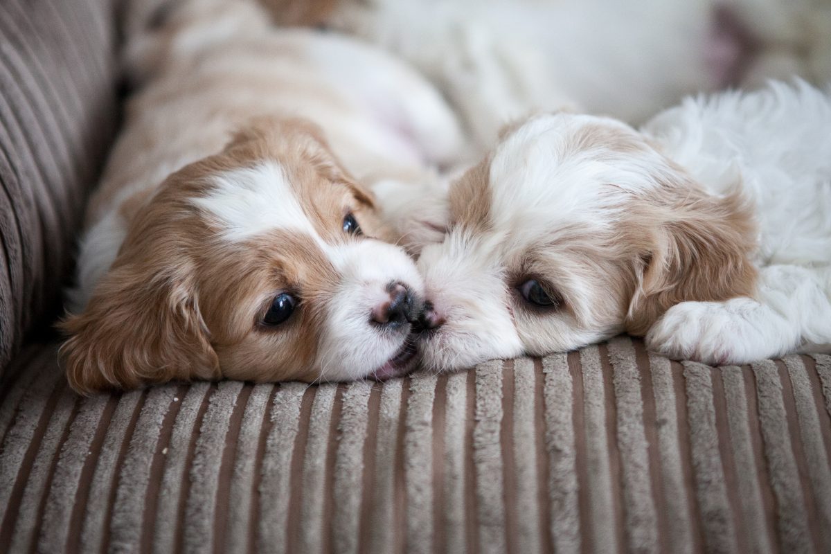Five of The Silliest Puppies You Could Own Furry Babies