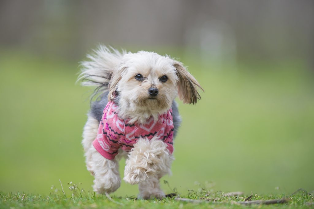 Morkie Puppies are Here at Furry Babies for sale! Furry Babies
