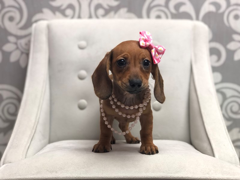 DachshundDOGFemaleRed2998400Furry Babies