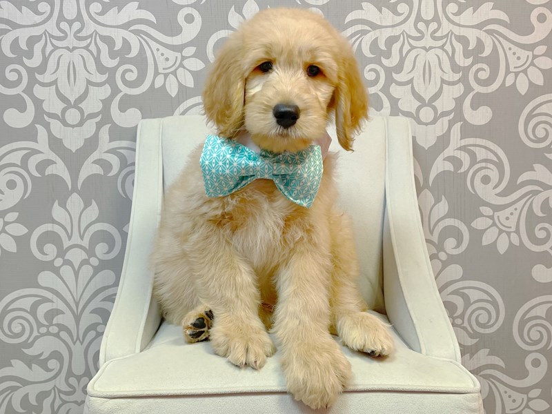 Standard GoldendoodleDOGMaleGold3227709Furry Babies