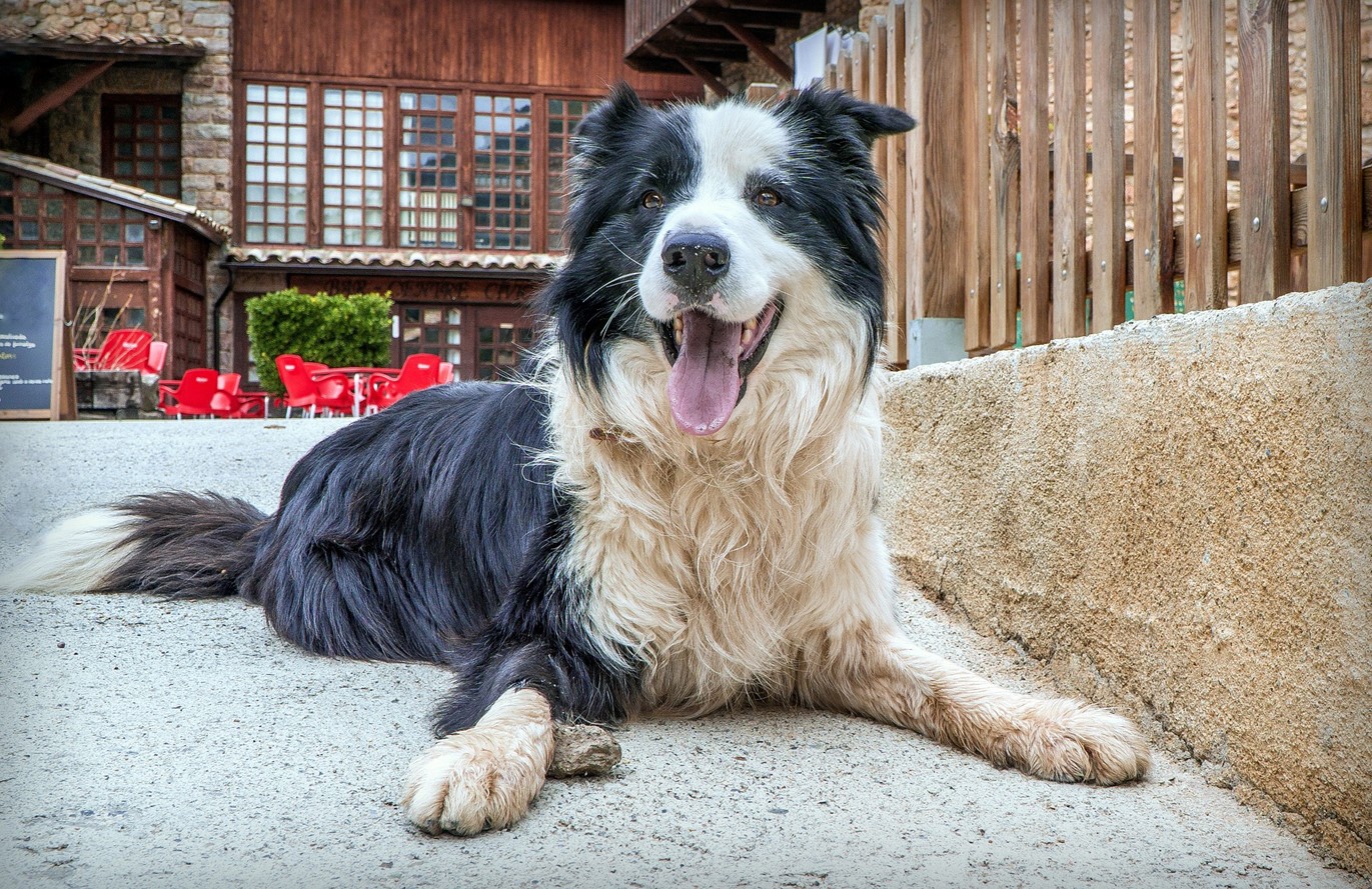 Can Border Collies Live Outside? FurryHerders