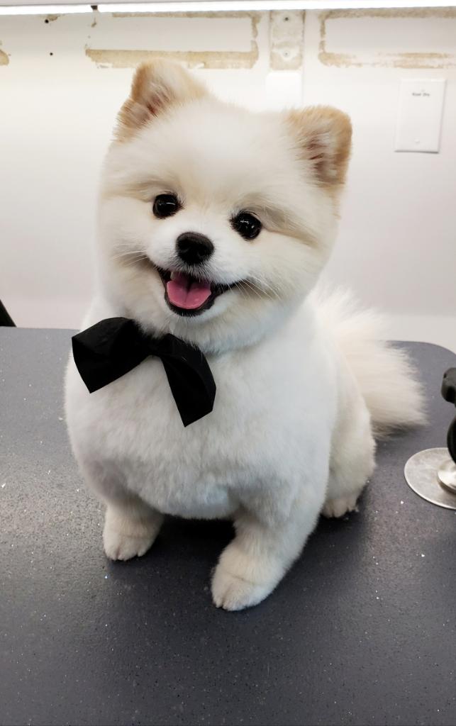 Dog Groomers in Fairfield Furry Land Mobile Grooming