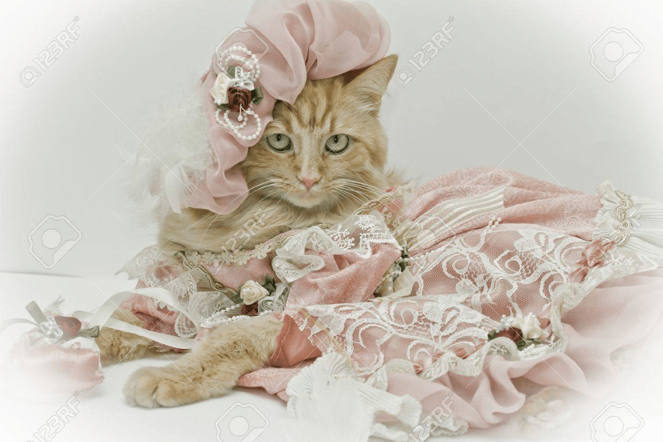 Why Do People Dress Their Pets? FurryLucky Pets Cloth