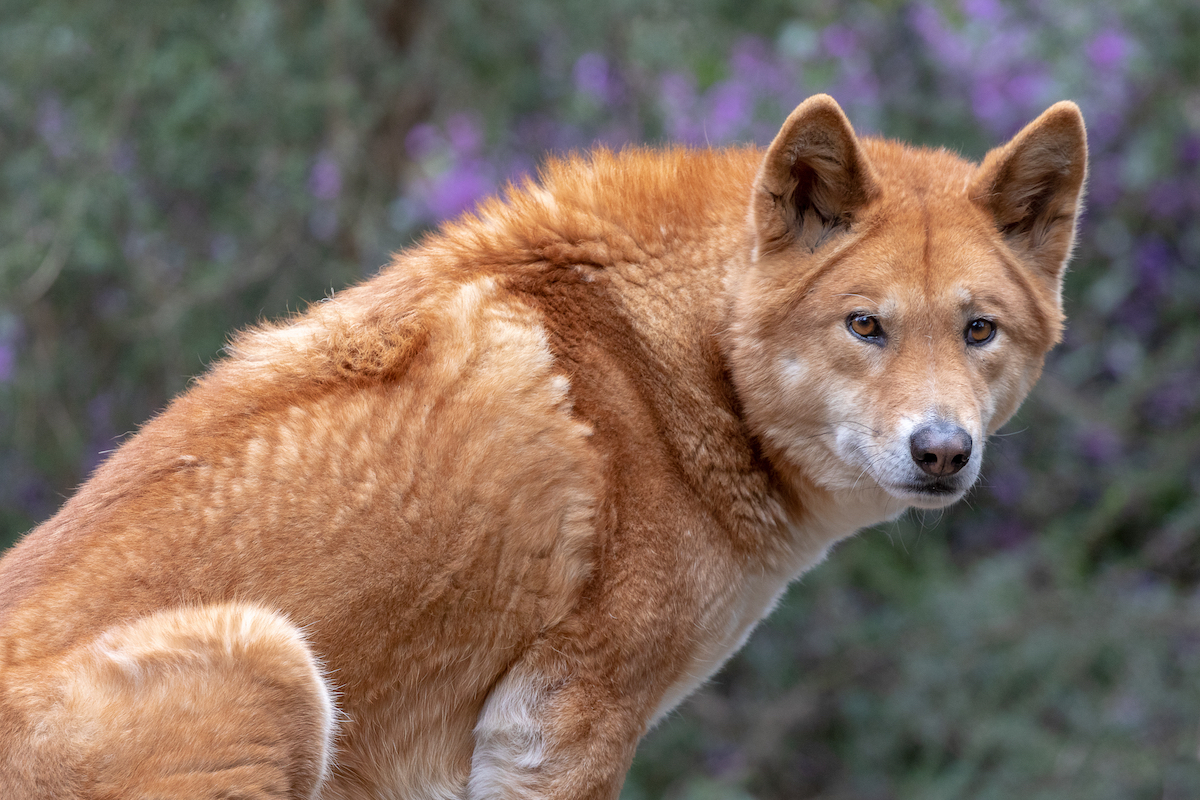 Dangerous dog breeds, which dogs are lawfully prohibited?