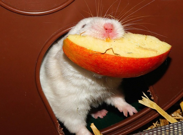 Can Hamsters Eat Apples Furry Tips