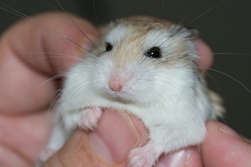 How Long Do Hamsters Live Hamster Life Span?