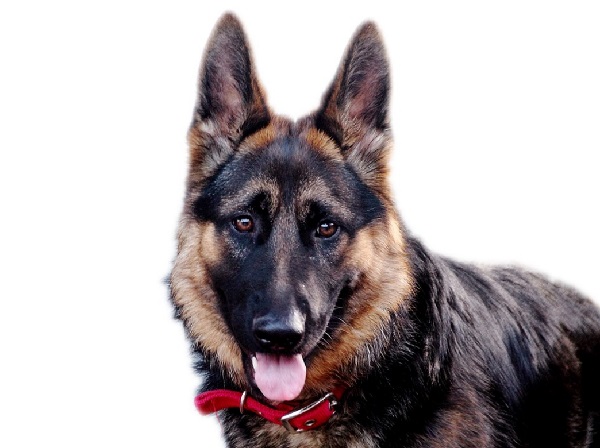 German Shepherd Pitbull Mix (Shepherd Pit/German Pit) Information