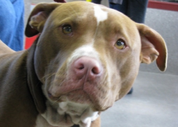 Great Dane Pitbull Mix (Great Danebull) Characteristics, Health & Info