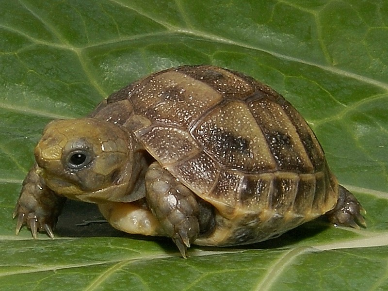 Types of Pet Turtles