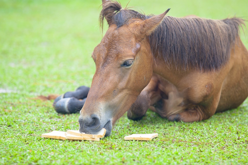 Can Horses Eat Bread