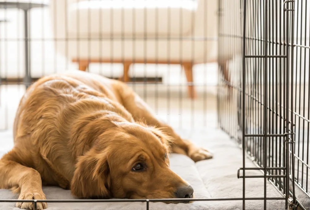 What Size Crate For Golden Retrievers (Puppies & Adults)