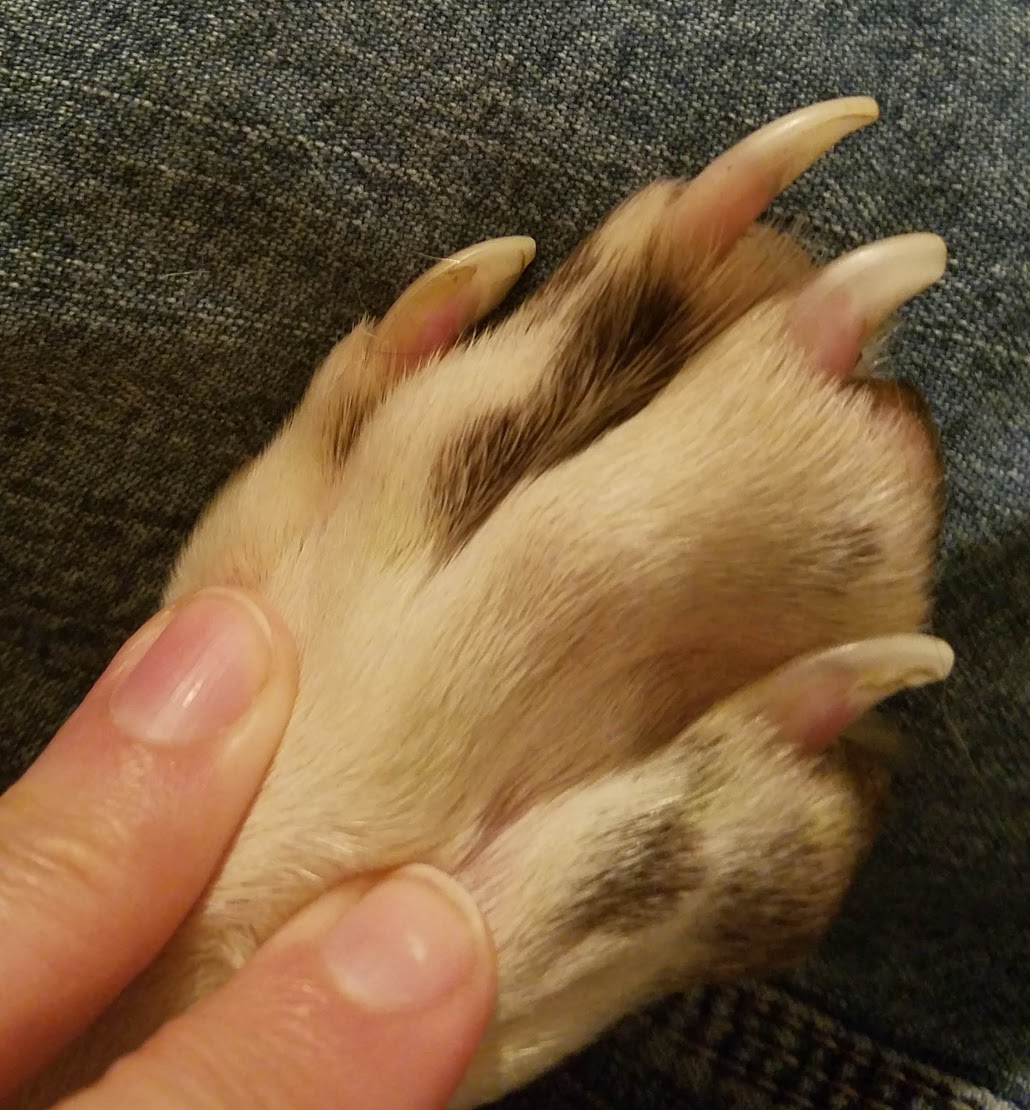 Add On Services Fur Stars Pet Care LLC