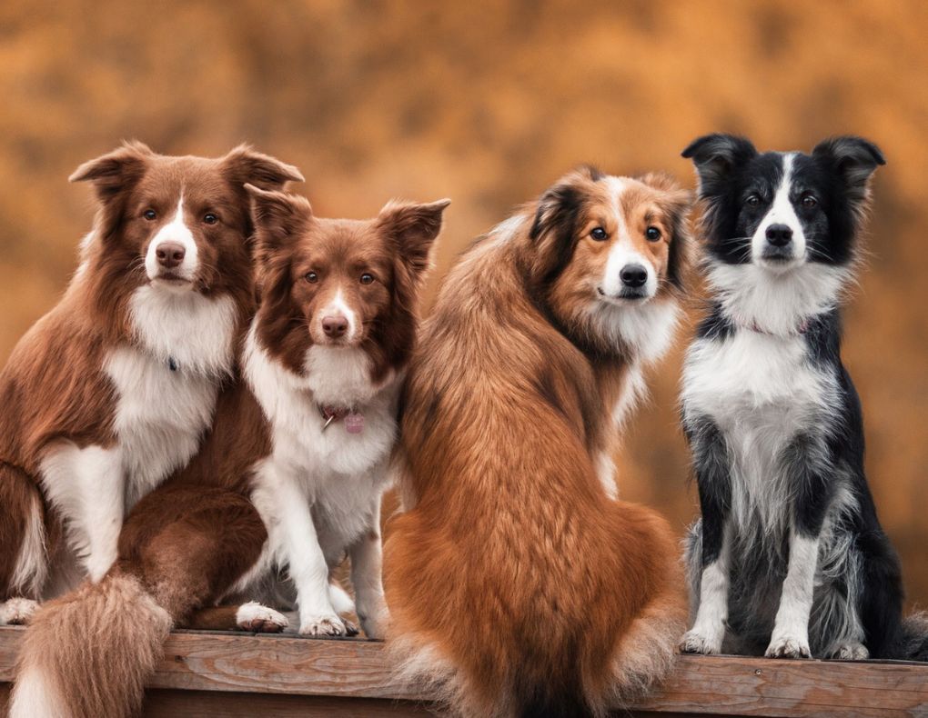 What Are the Most Popular Dog's Names in 2022? Furs Theory