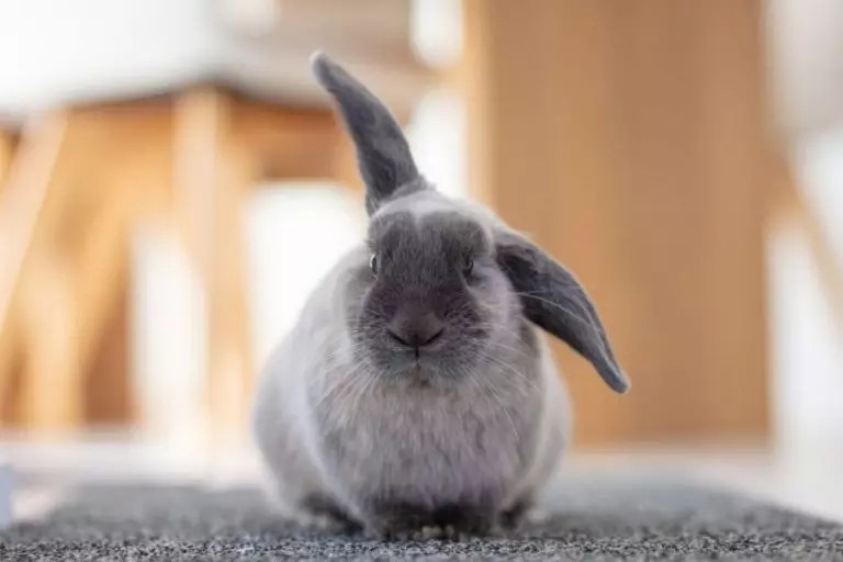 Should I Cover My Rabbit’s Cage at Night? (Pros and Cons to Consider) Fur, Wings, & Scaly Things