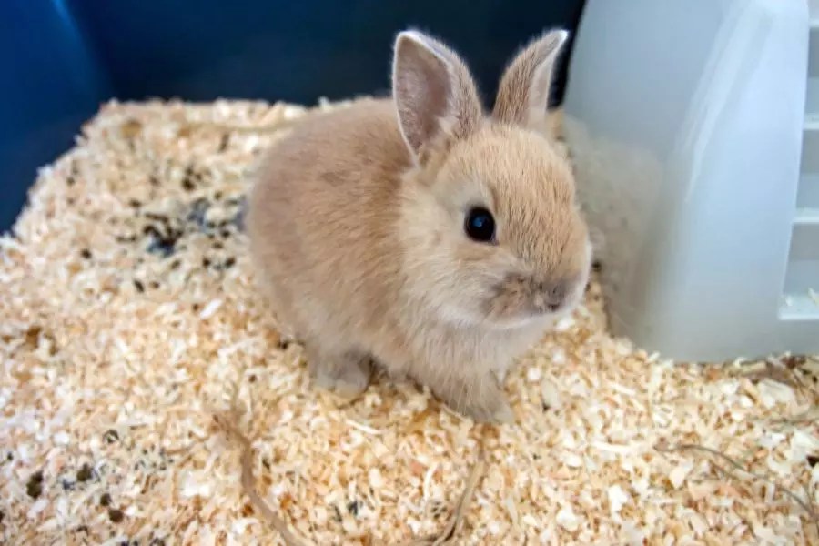 Simple Tips to Keep Your Rabbit's Cage From Smelling Fur