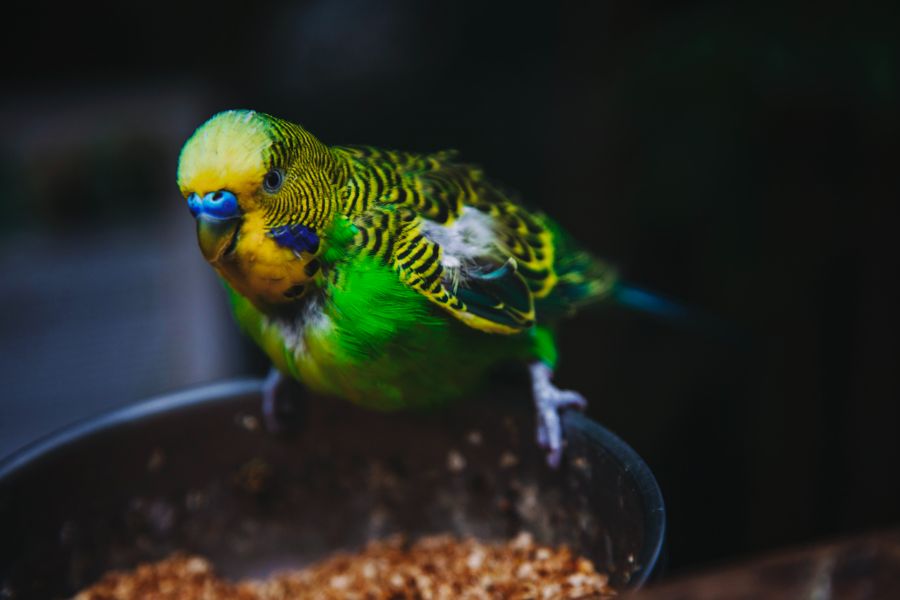 Why Are My Budgies Fighting? (8 Possible Reasons) Fur, Wings, & Scaly