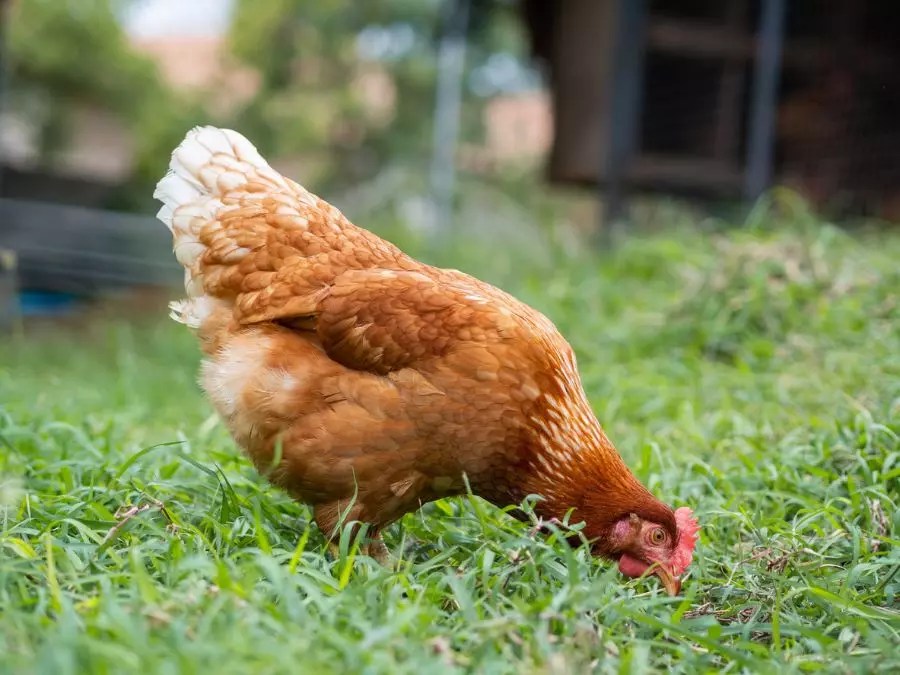 Can Chickens Eat Cauliflower? (And How Much Is Too Much?) Fur, Wings