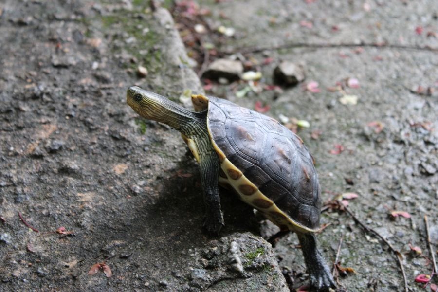 Can Turtles Climb? (Tips to Prevent Them from Escaping) Fur, Wings