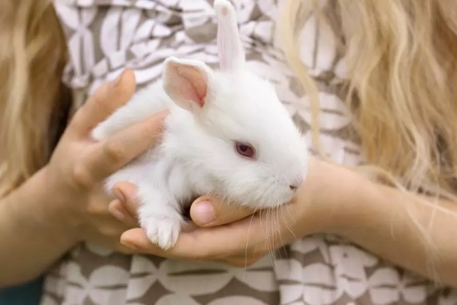 Why Does My Rabbit Pee on Me? (And How to Stop It) Fur, Wings