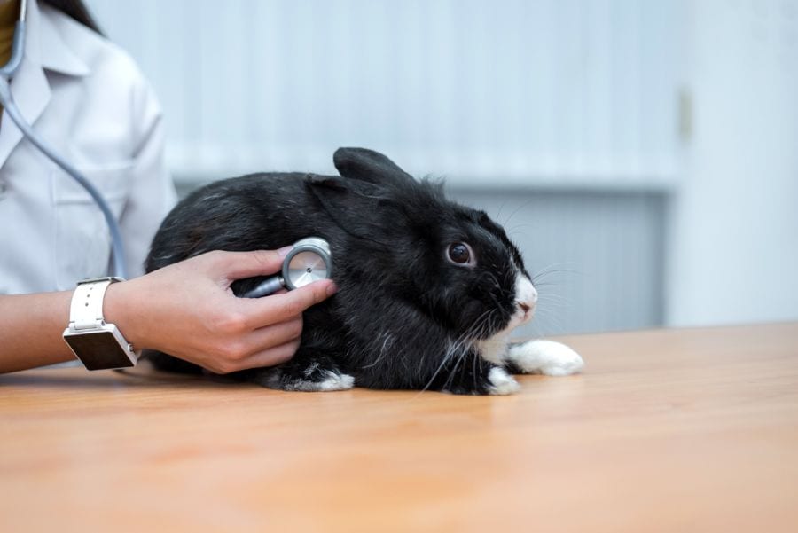 Why Do My Pet Rabbits Keep Dying? (4 Reasons to Consider) Fur, Wings