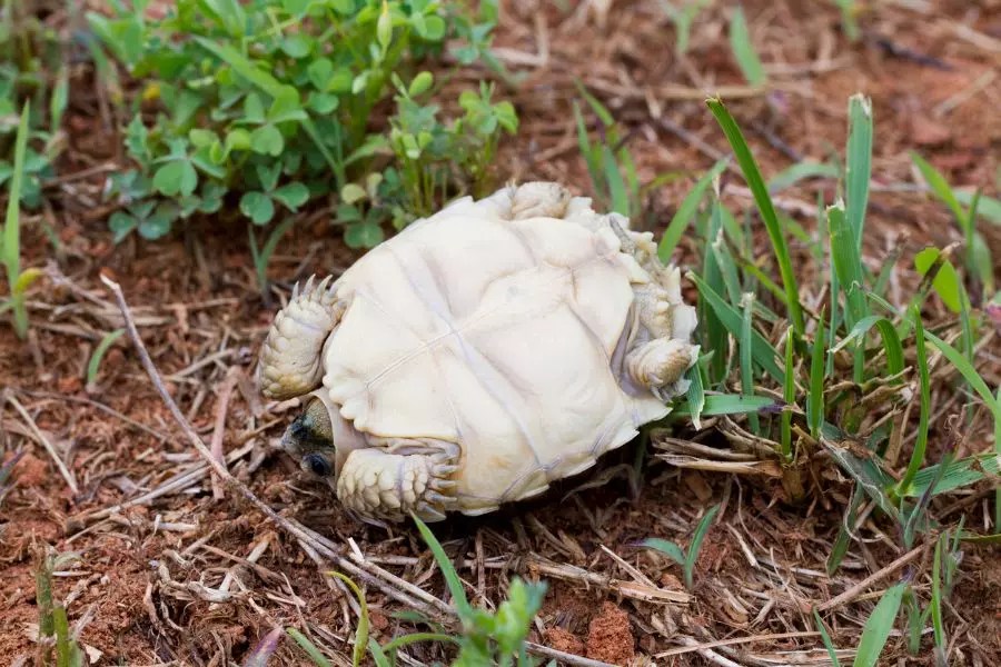 Can Turtles Flip Themselves Over? (And How Does it Happen in the First