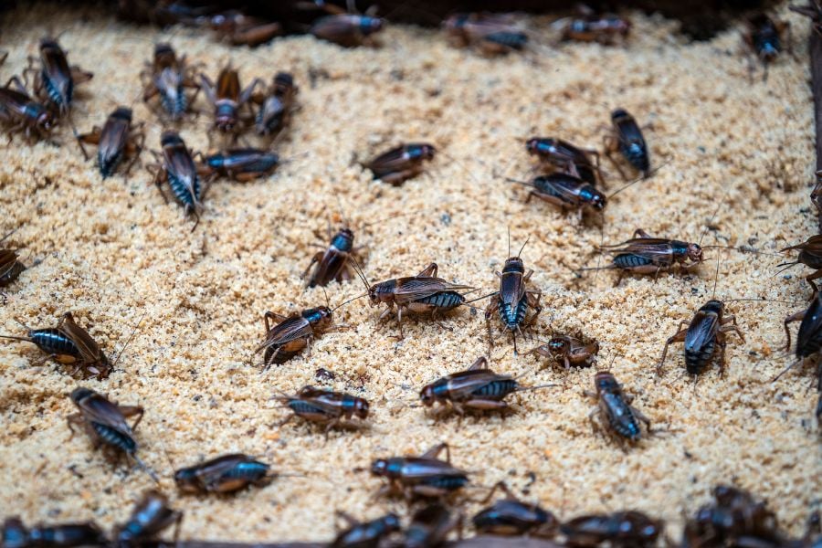 Why Are My Crickets Eating Each Other? (5 Possible Reasons) Fur