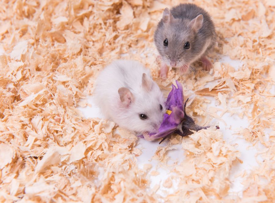 5 Possible Causes for a Hamster Losing Hair on Its Nose Fur, Wings