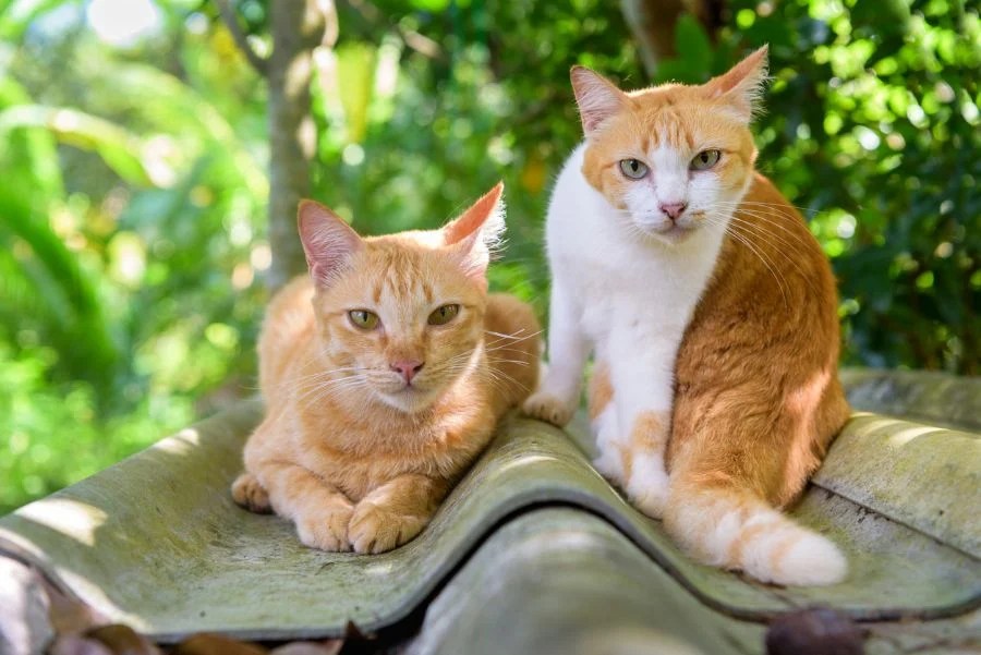 Do Tabby Cats Get Along with Other Cats? Fur, Wings, & Scaly Things