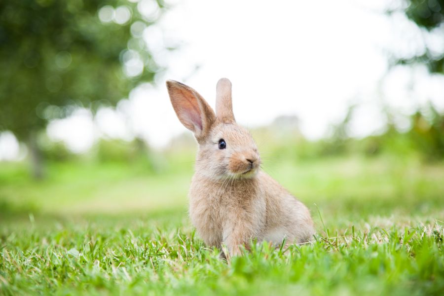 9 Reasons Why Your Rabbit Is Breathing Fast Fur, Wings, & Scaly Things