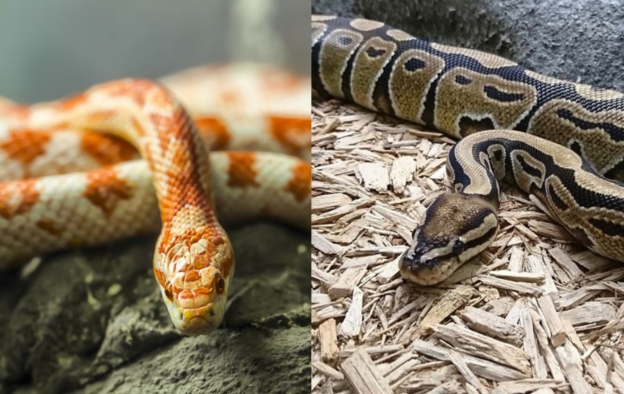 Corn Snakes vs. Ball Pythons (Which Is the Better Pet?) Fur, Wings