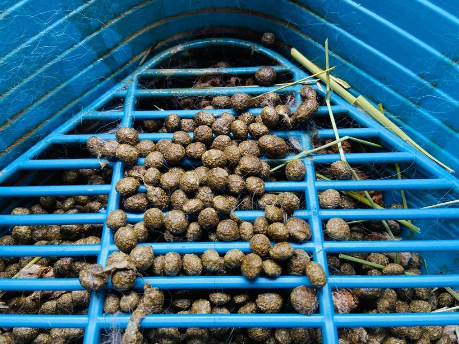 3 Reasons Why Rabbits Eat Their Poop Fur, Wings, & Scaly Things