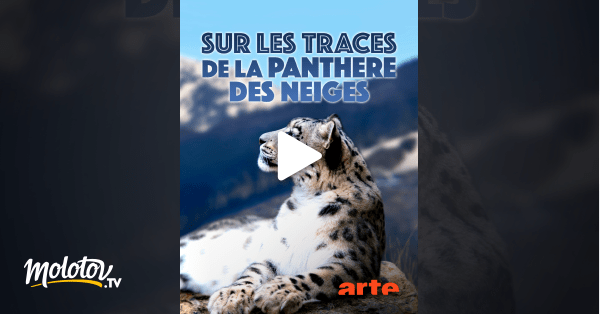 Sur les traces de la panthère des neiges en Streaming Molotov.tv
