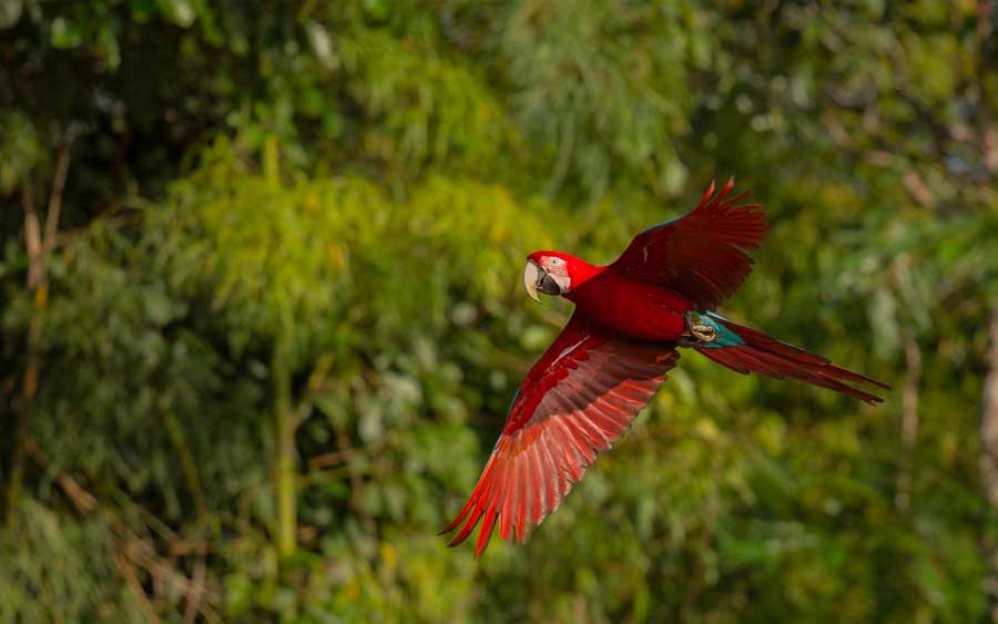 Como vender crédito de carbono no Brasil; veja como funciona esse