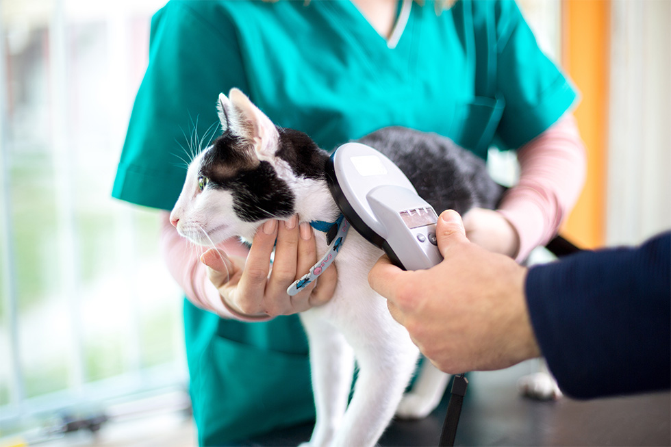 cat microchip cost ireland Kacie Buckingham
