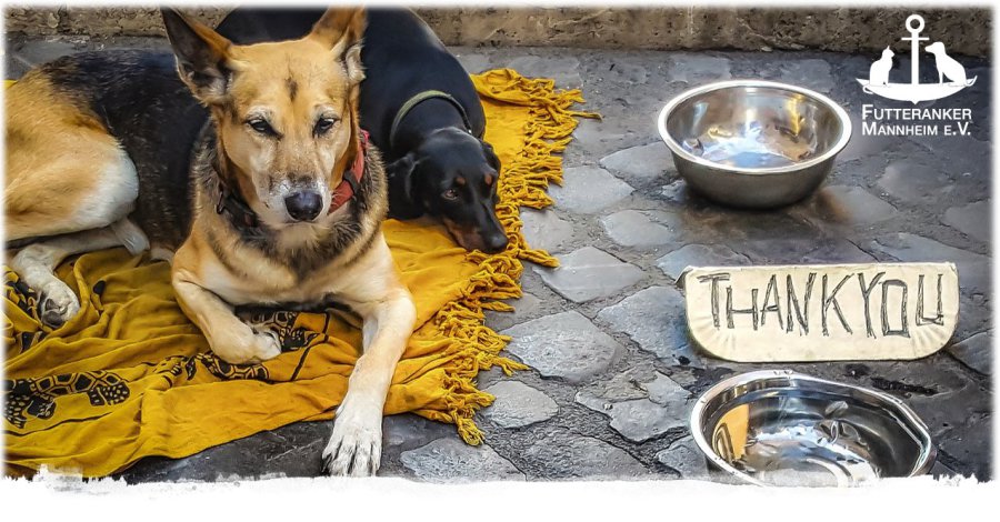 Unser Rückblick auf das FutterankerJahr 2018 in Zahlen