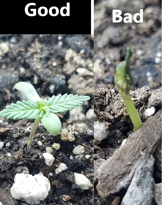 Why are my seedlings dying? Botany and Cultivation Future4200