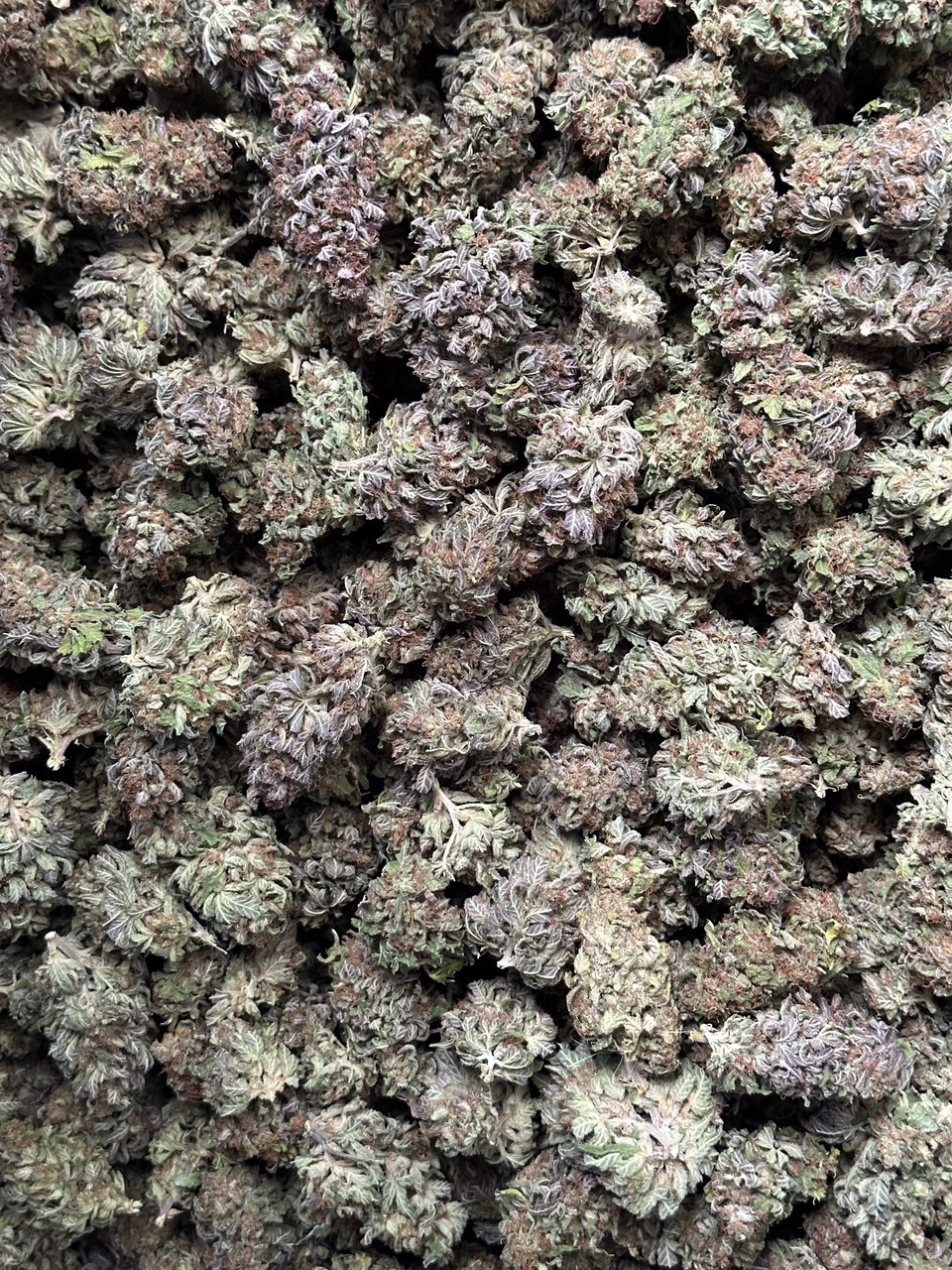 Organic CBD flower Vendors Future4200