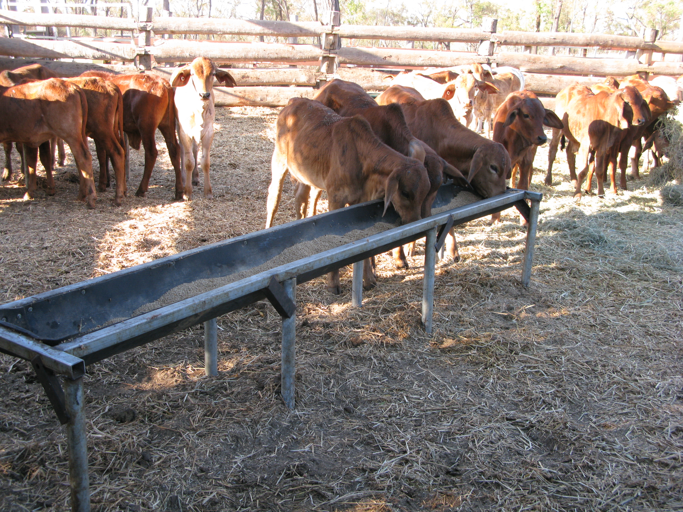 Yard weaning and education FutureBeef