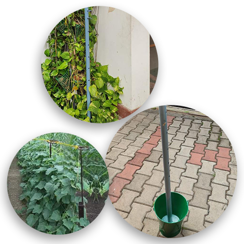 Banana tree banana plant protection from wind Kerala India