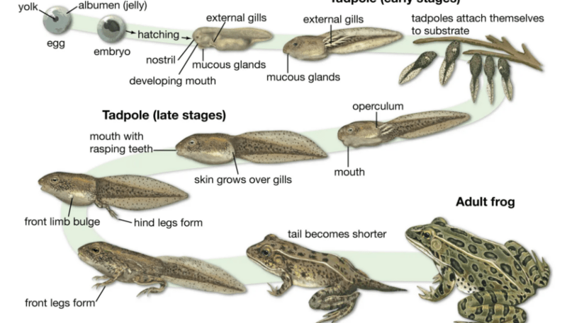 How do frogs reproduce: from mating to the first days of life ⋆ FutureNow