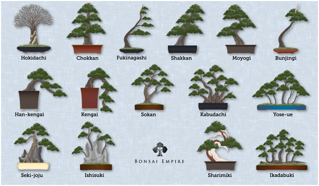 Create Bonsai In 4 Easy Steps Futurestreamevents