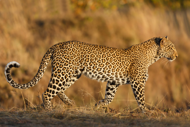 Leopards have lost 75 of their historic range