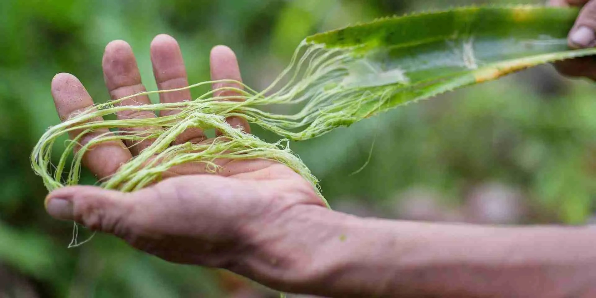 Ananas Anam Pineapple Yarn PIÑAYARN>>FUTUREVVORLD